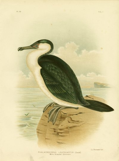 Weißbrustkormoran, 1891 von Gracius Broinowski